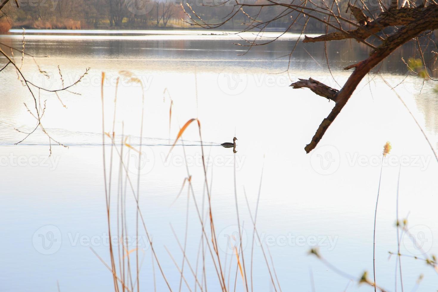 grande crestato svasso uccello galleggiante su il Danubio fiume foto