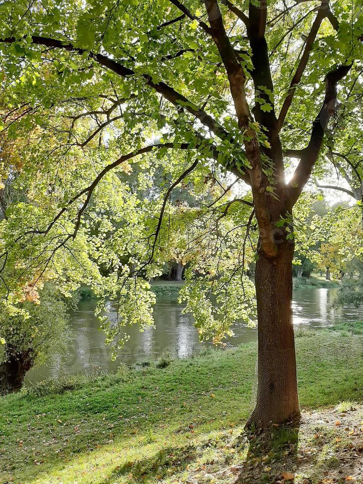 a piedi su un' bellissimo primavera giorno nel il parco foto