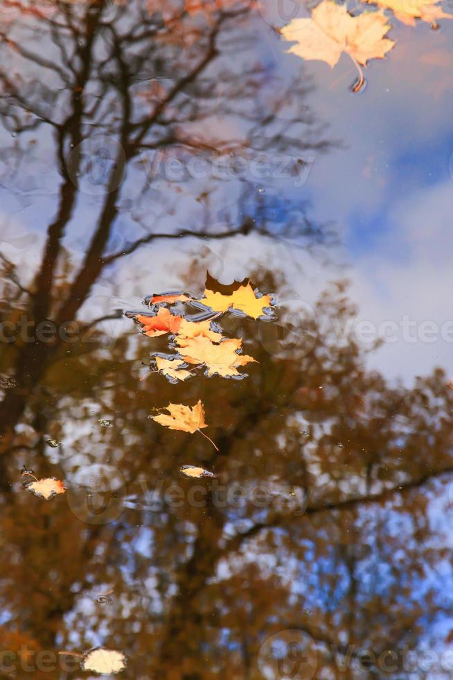 autunno giallo acero le foglie al di sopra di blu acqua con riflessione di alberi nel esso foto