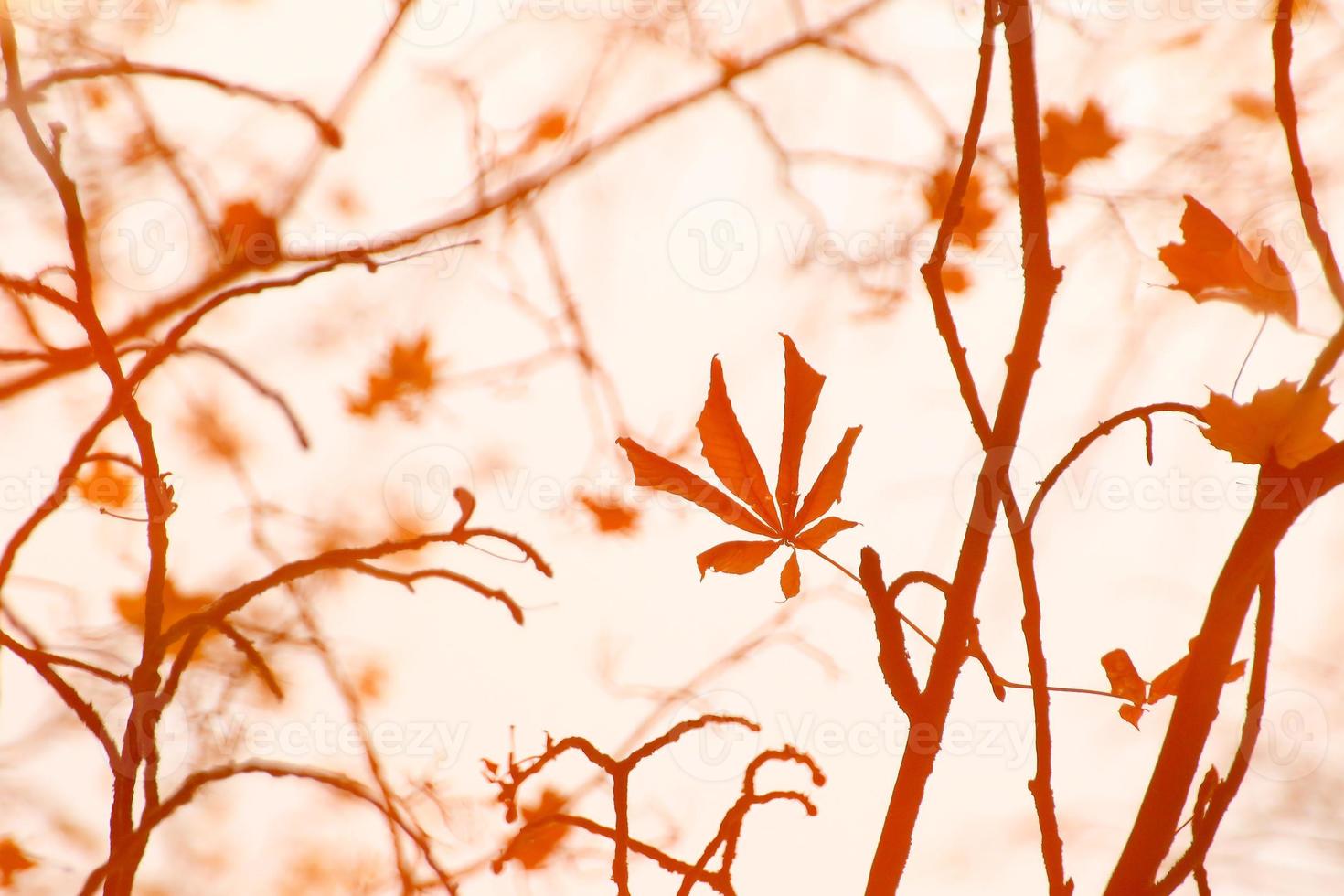 astratto Immagine di autunno rami e le foglie riflessa nel un' stagno foto