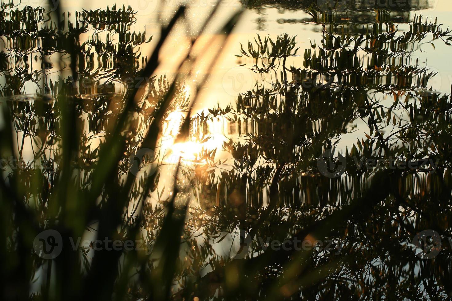 alberi e sole riflessa in il acqua a tramonto foto