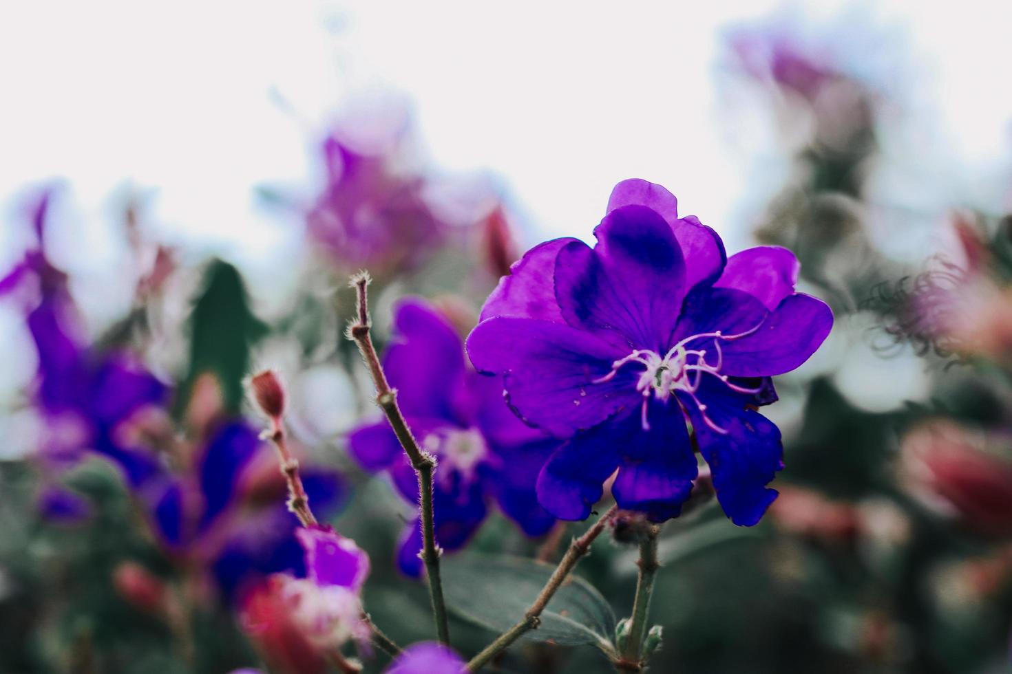 fiori invernali nella stagione delle piogge con sfocatura dello sfondo foto