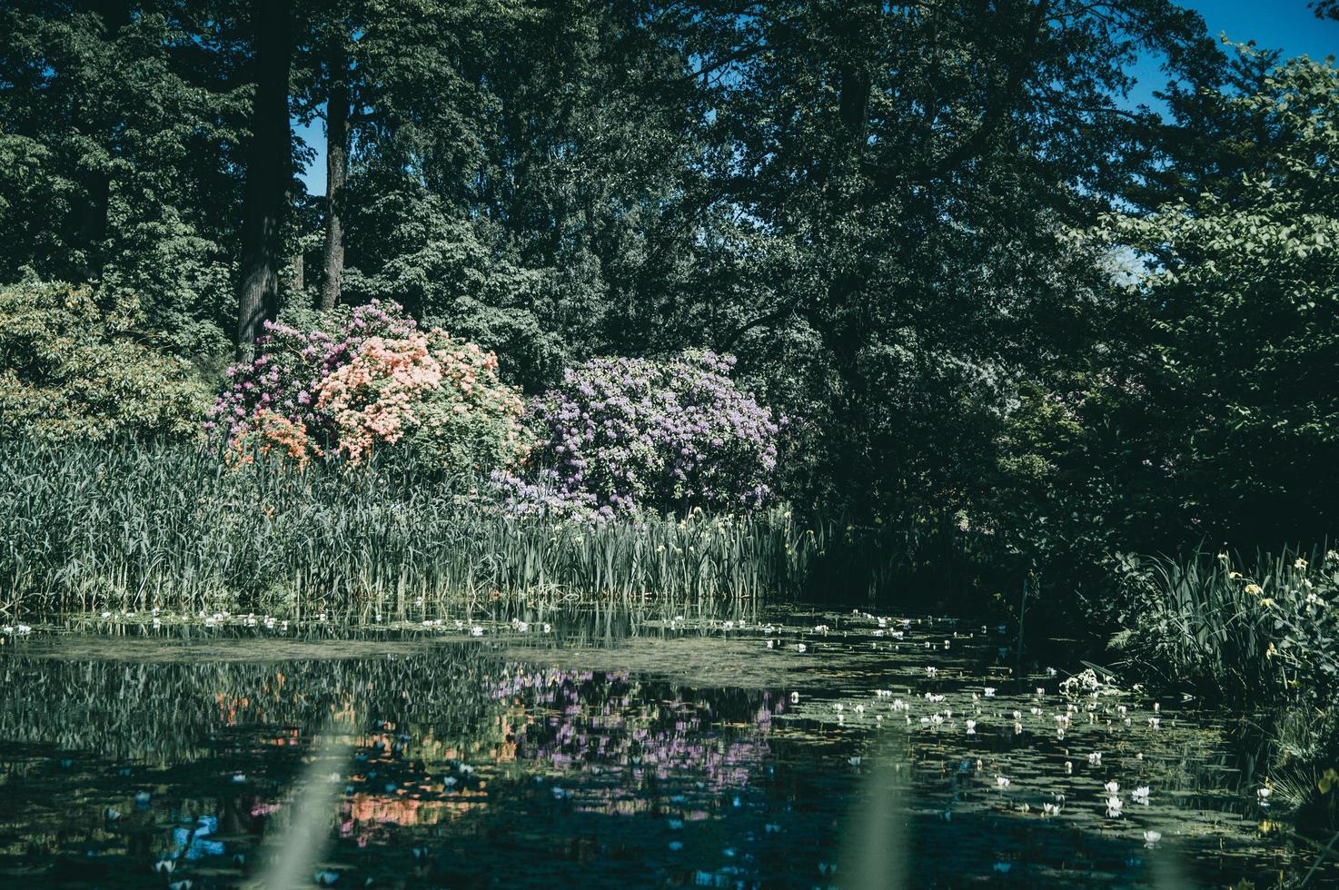 Lettonia lago in estate foto