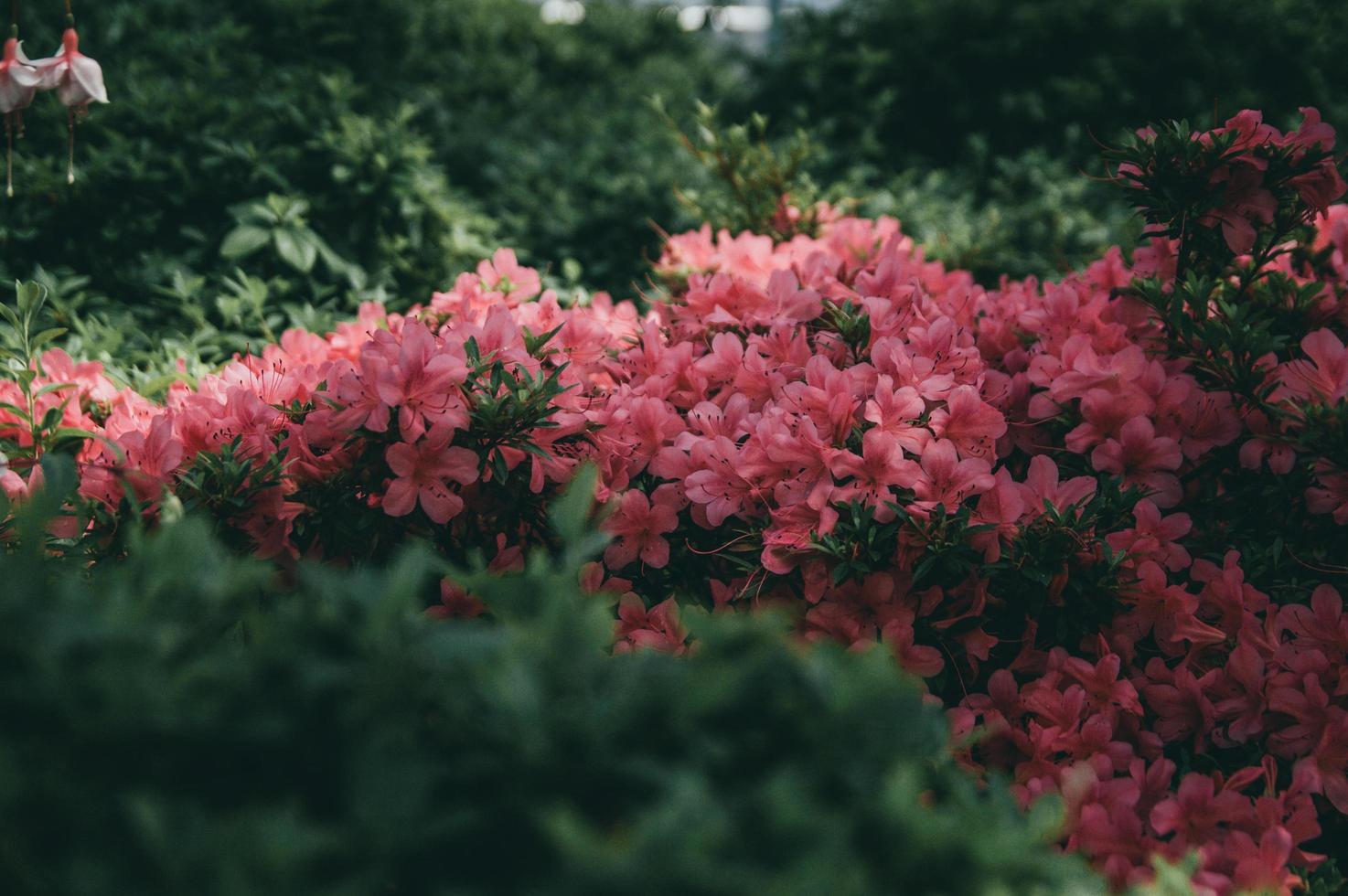 bellissimi fiori da giardino rosa foto