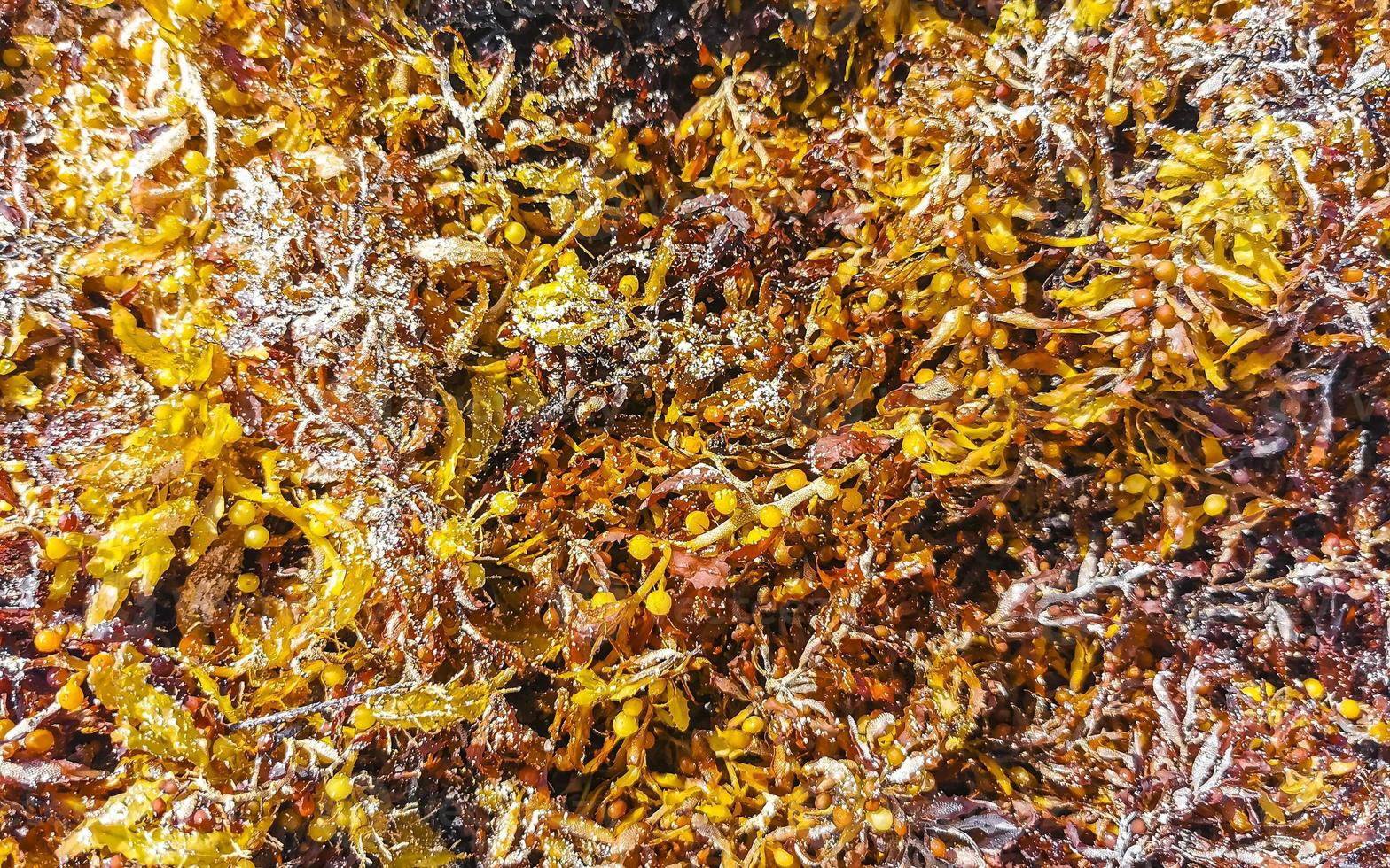 bellissimo caraibico spiaggia totalmente sporco sporco cattiva alga marina problema Messico. foto