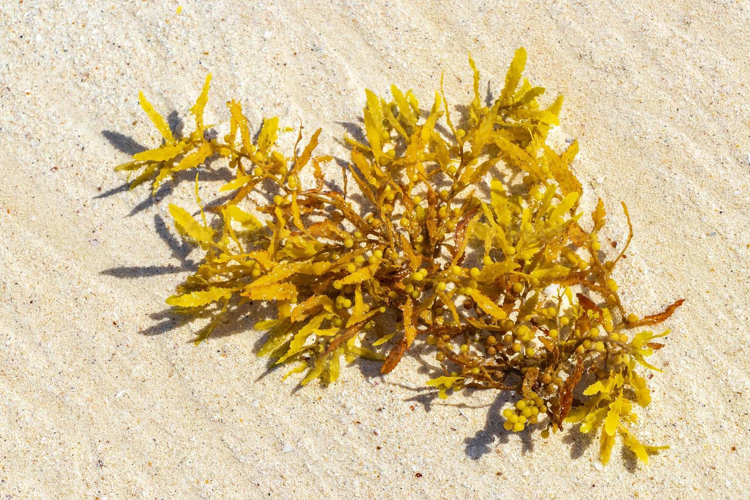 alghe fresche sargazo spiaggia punta esmeralda playa del carmen messico. foto