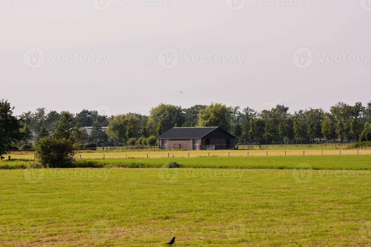 paesaggio in estate foto