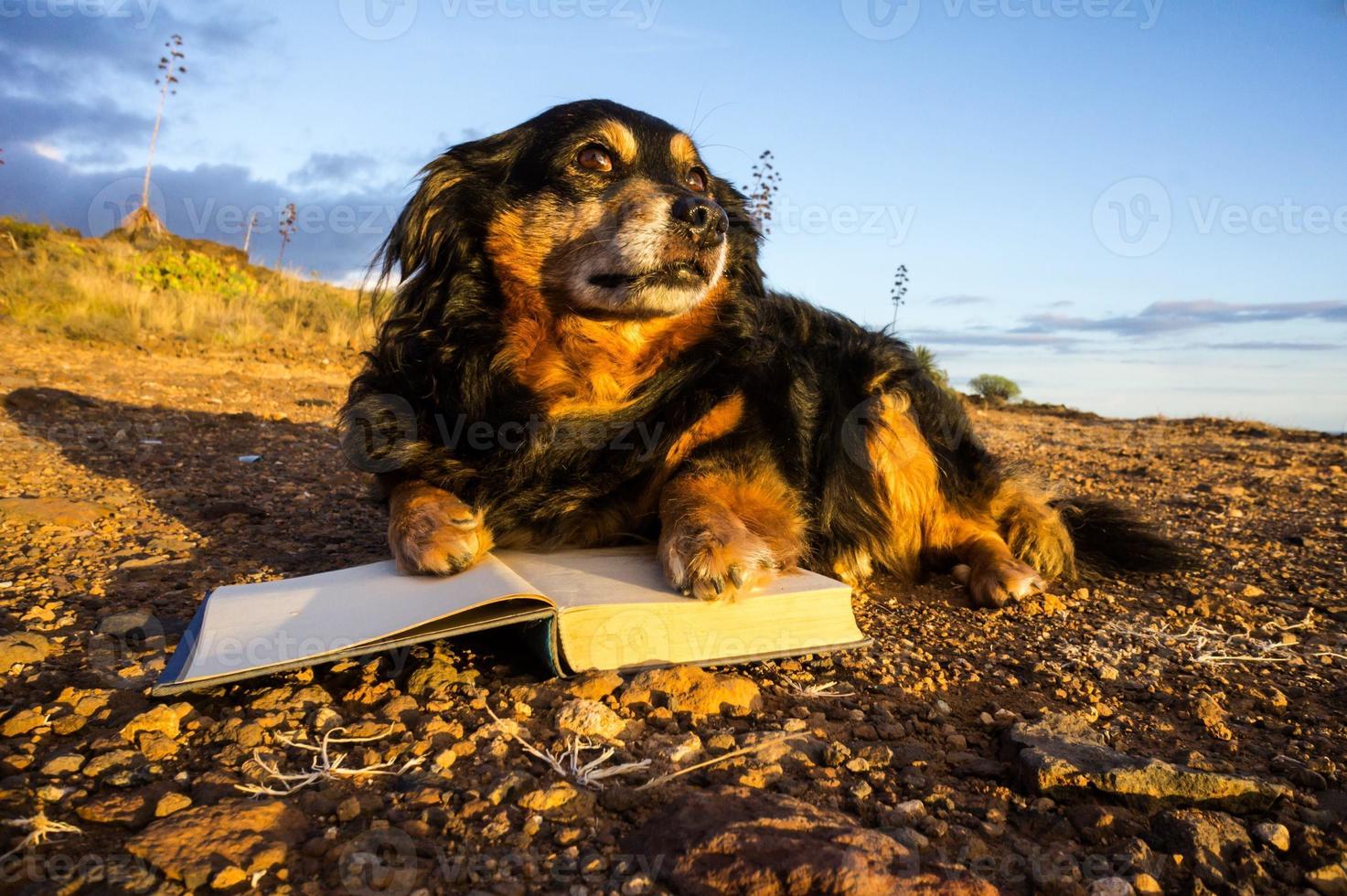 cane con un' libro foto