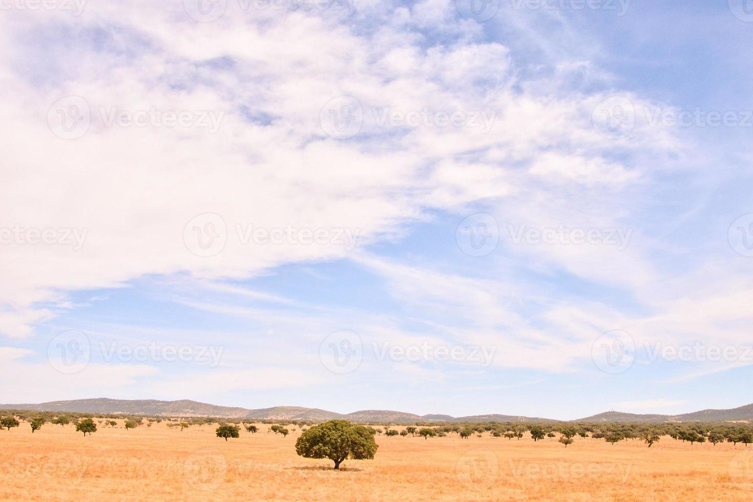 paesaggio in estate foto