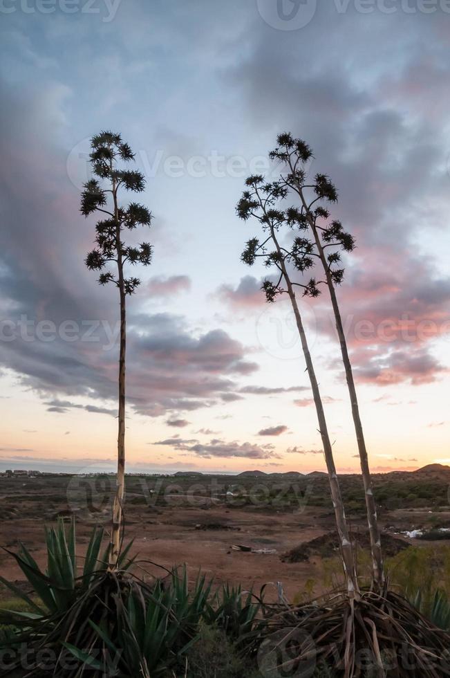 Visualizza di alberi foto