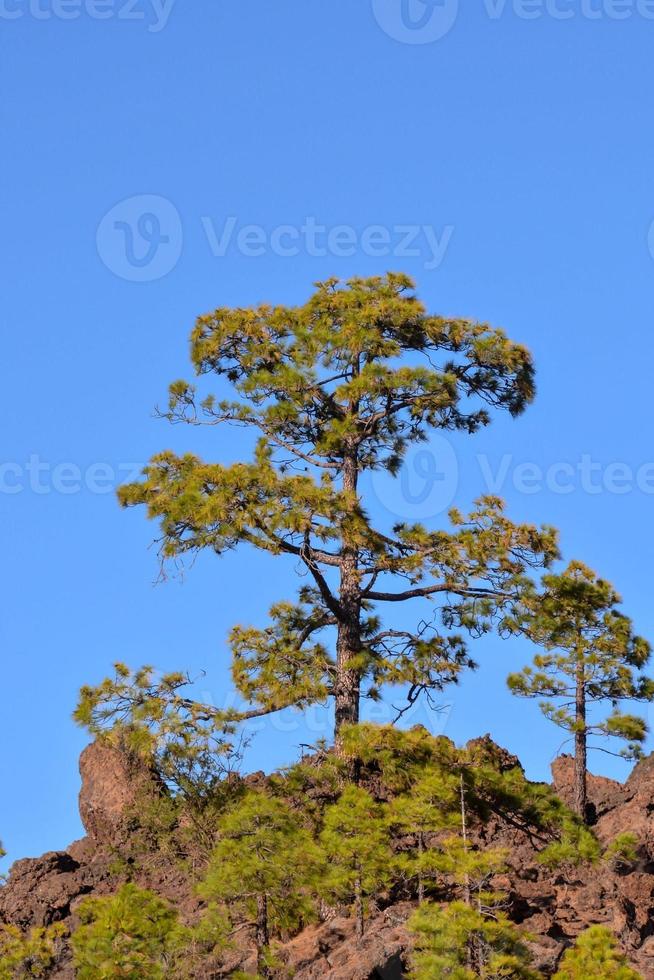 paesaggio in estate foto