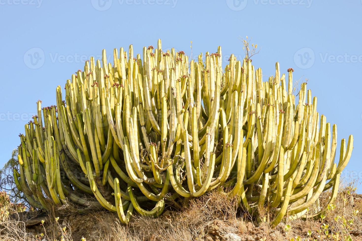 deserto pianta avvicinamento foto