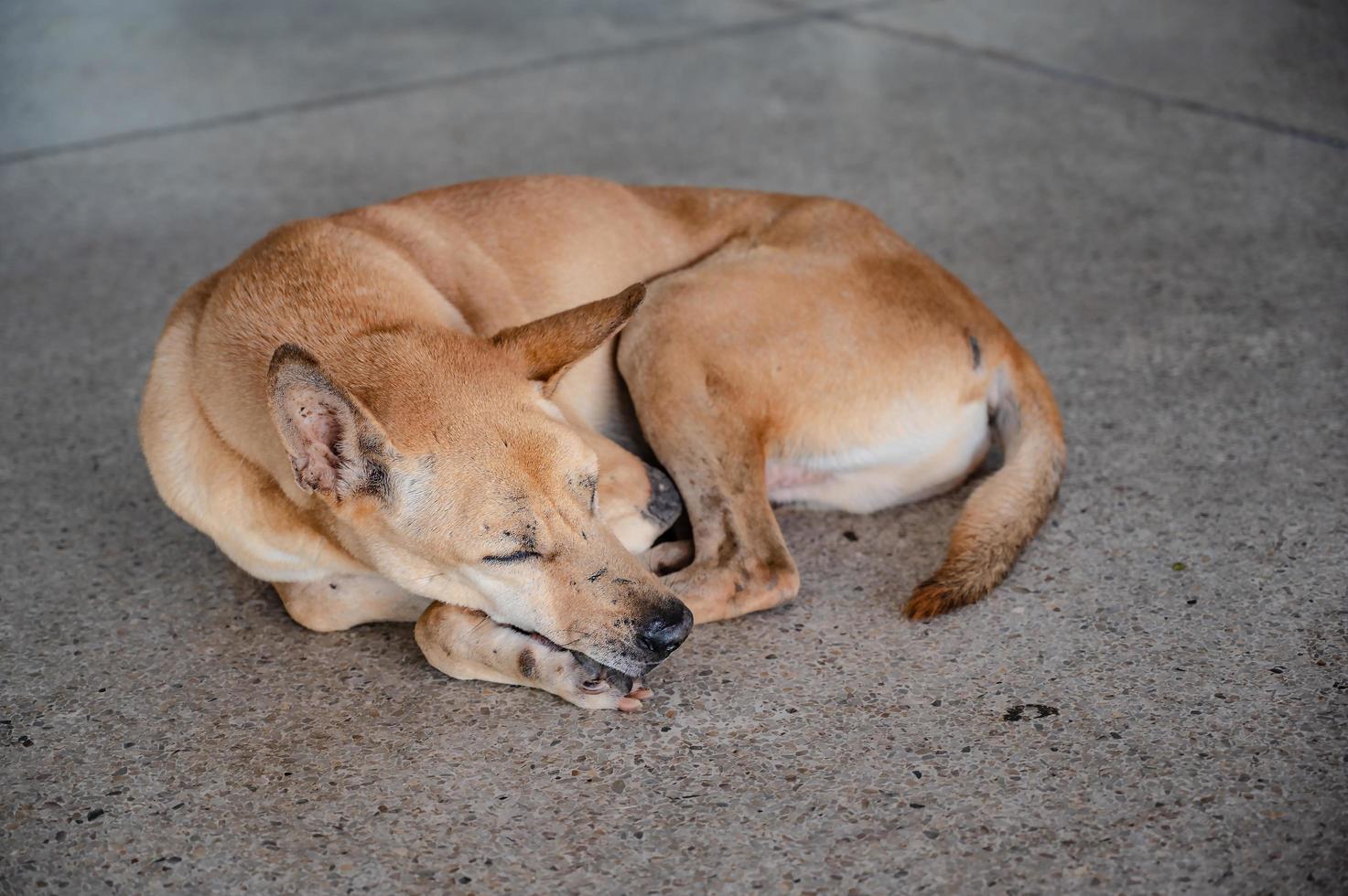 senza casa cane addormentato su il pavimento foto