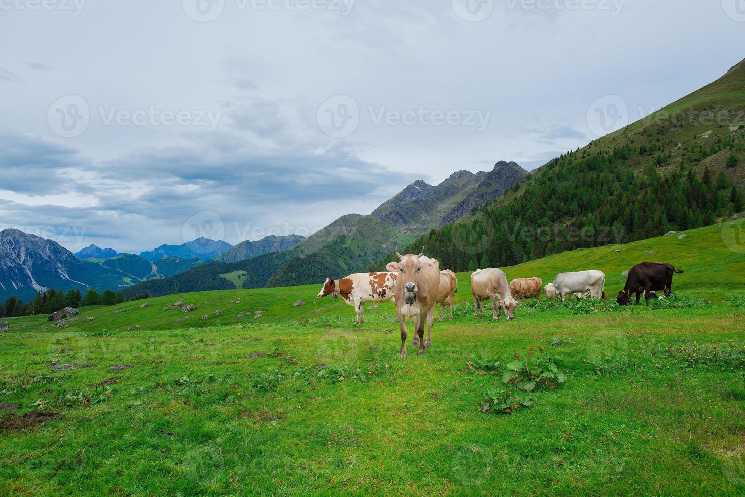 mucche su il pascoli di il italiano Alpi foto