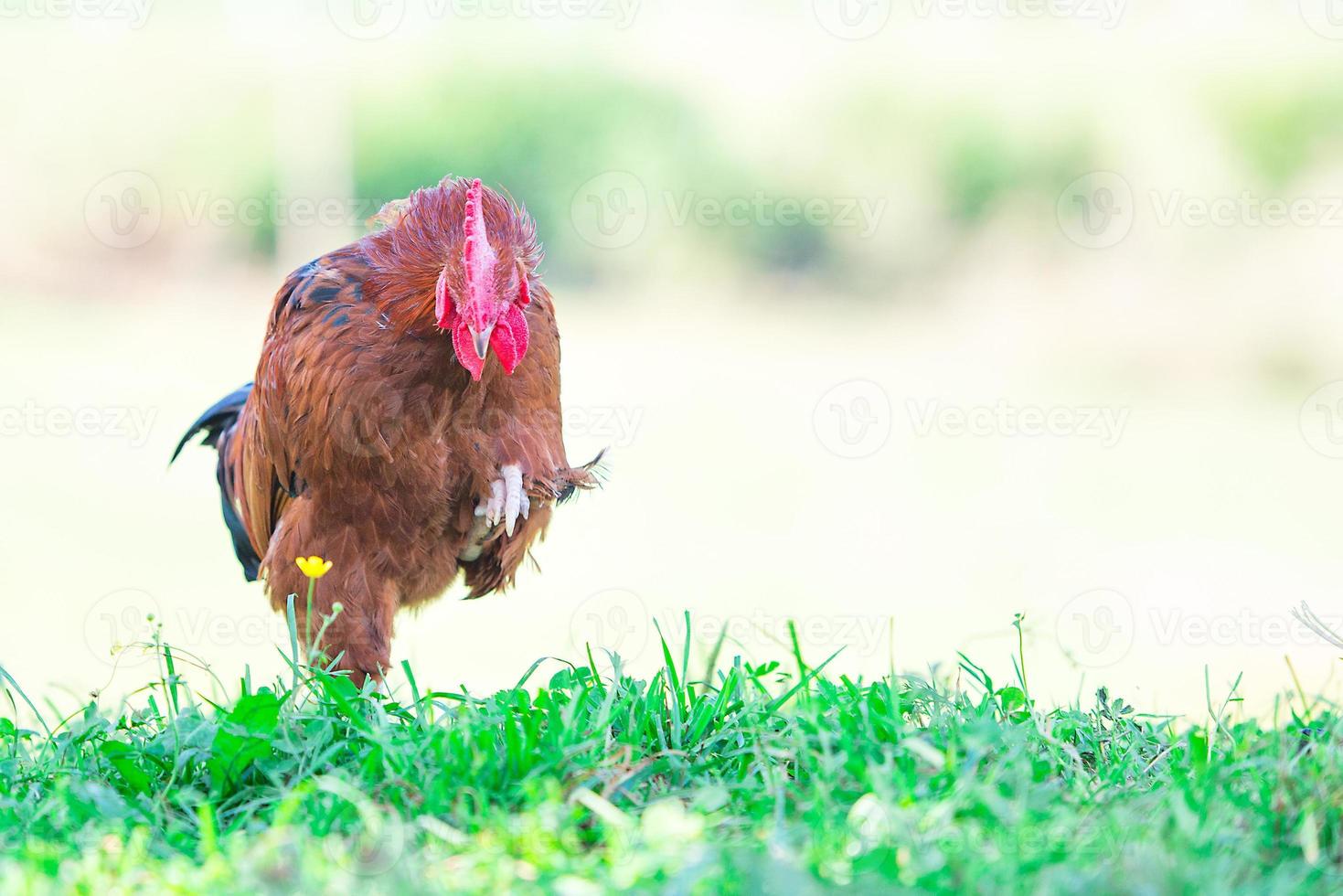 gallina con un' sollevato zampa foto