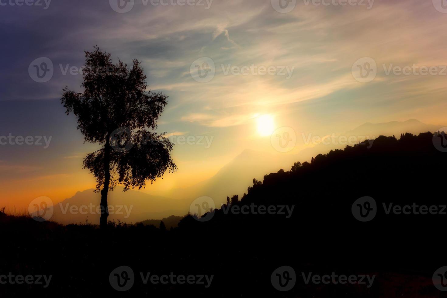 silhouette di betulla pianta su il Alpi a tramonto foto