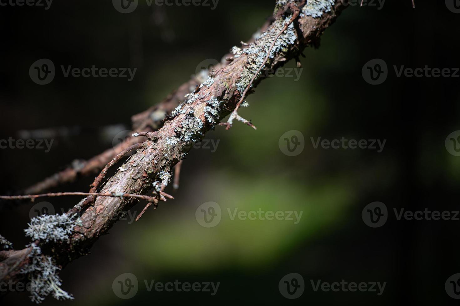 licheni su pianta ramo nel il foresta foto