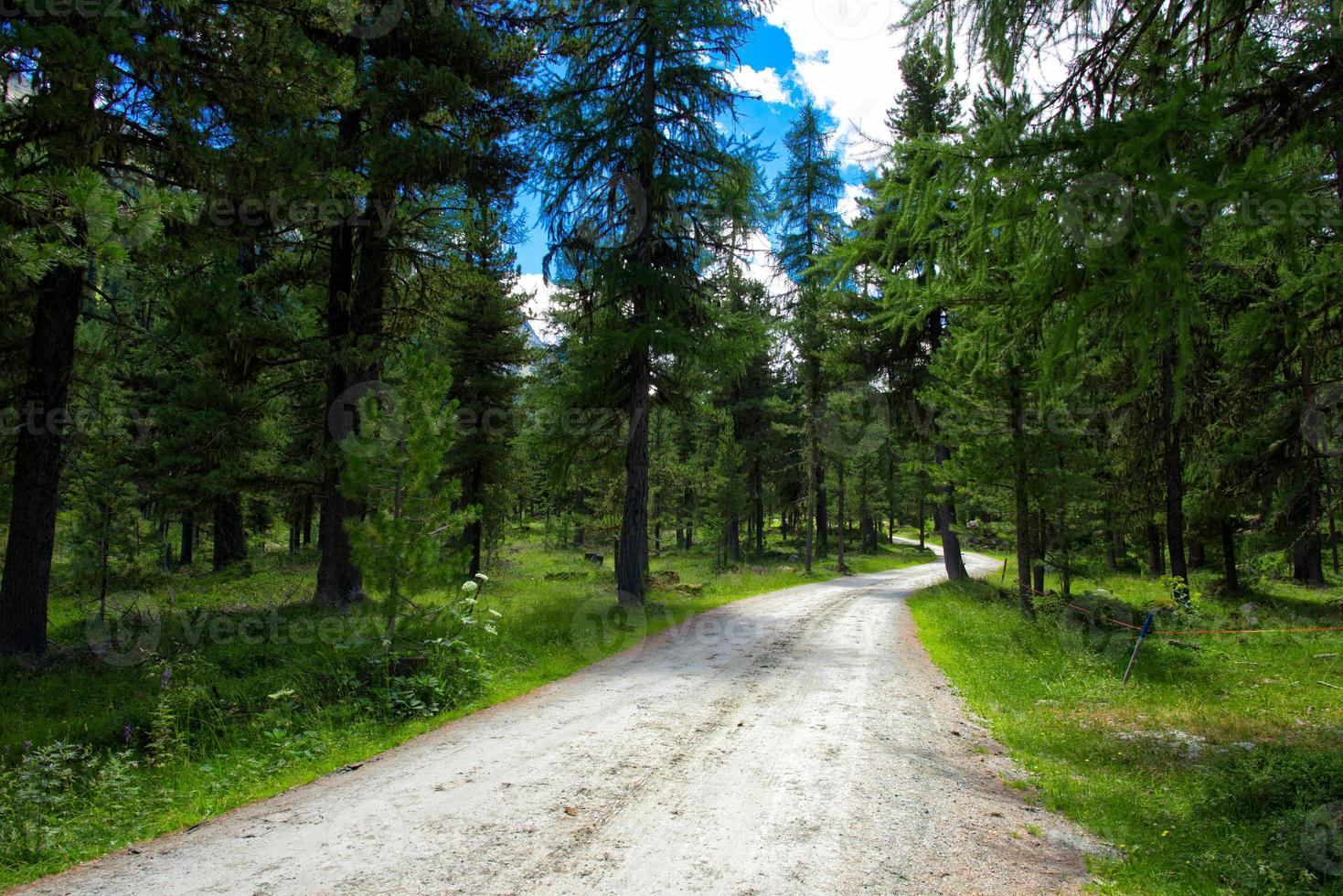 sporco strada nel il mezzo di un' foresta nel il Alpi foto