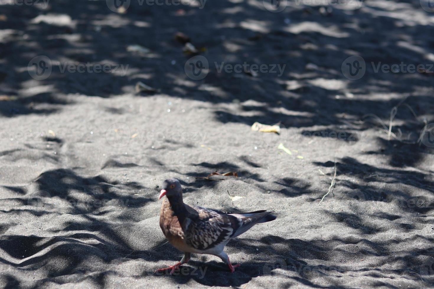 Visualizza di Marrone colombe godendo a piedi su il sabbia di banyuwangi cacalan spiaggia foto