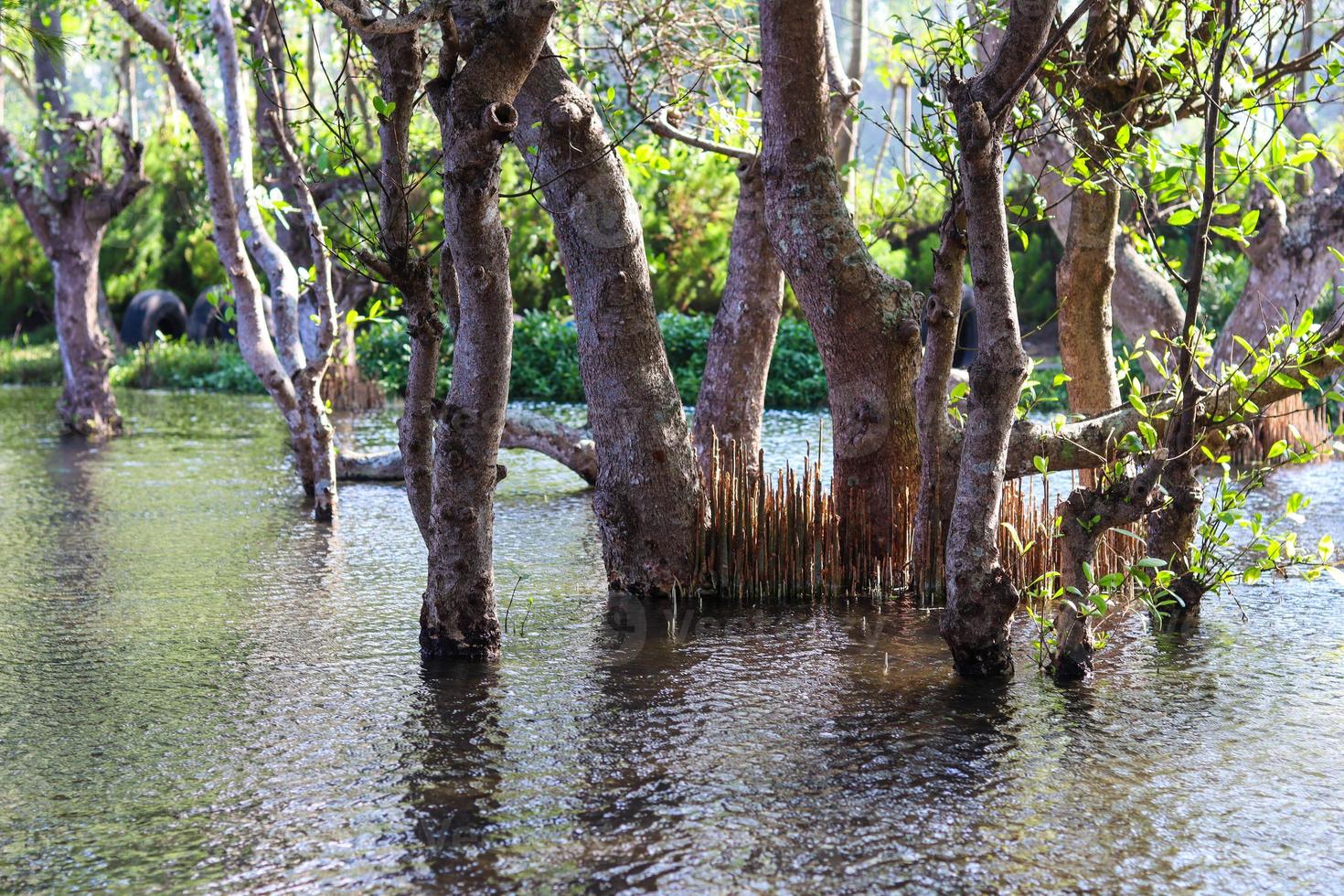 Visualizza di albero paludi sommerso nel mare acqua con un' chiaro cielo foto