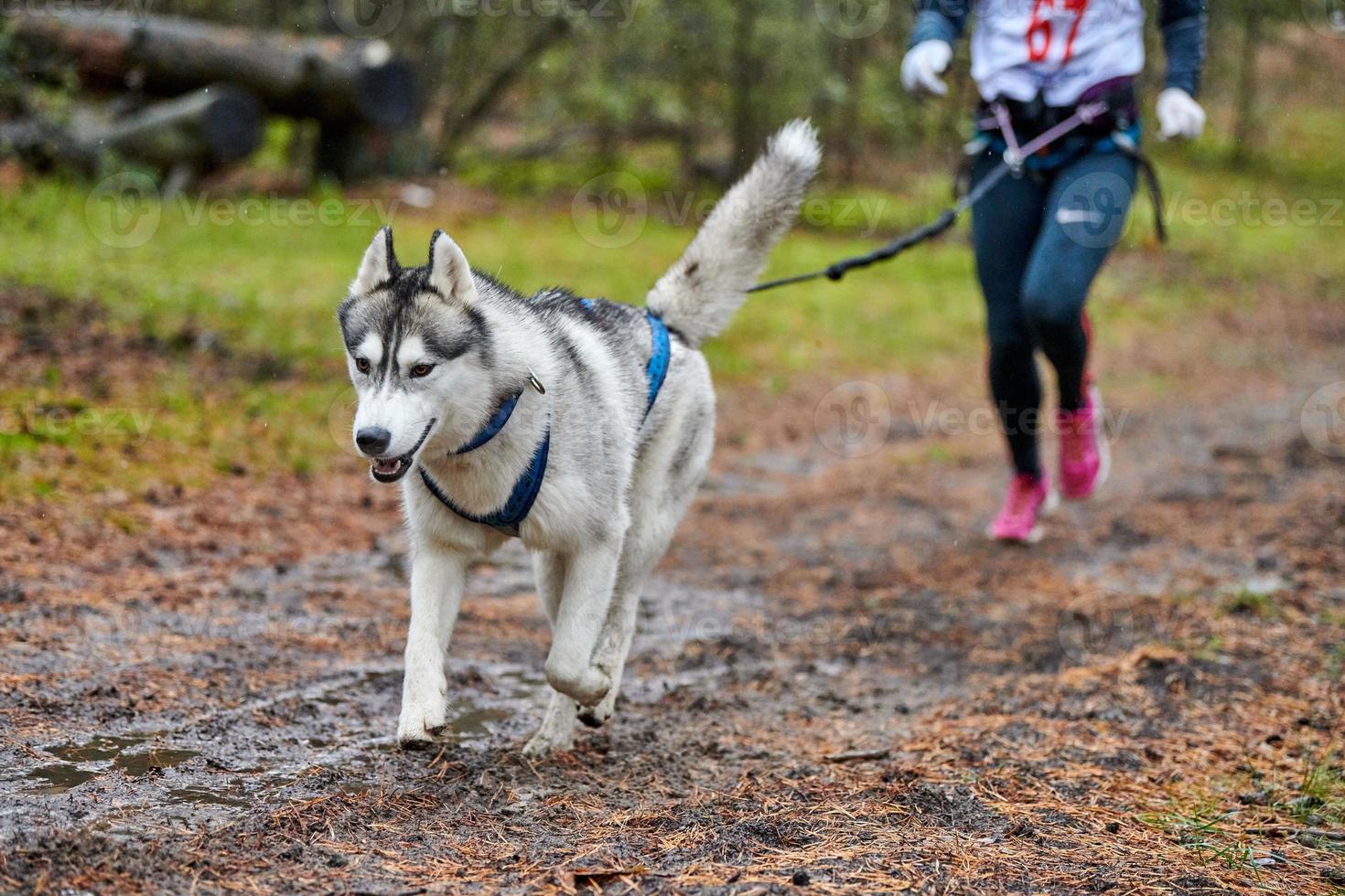 corsa di canicross di cani da pastore foto