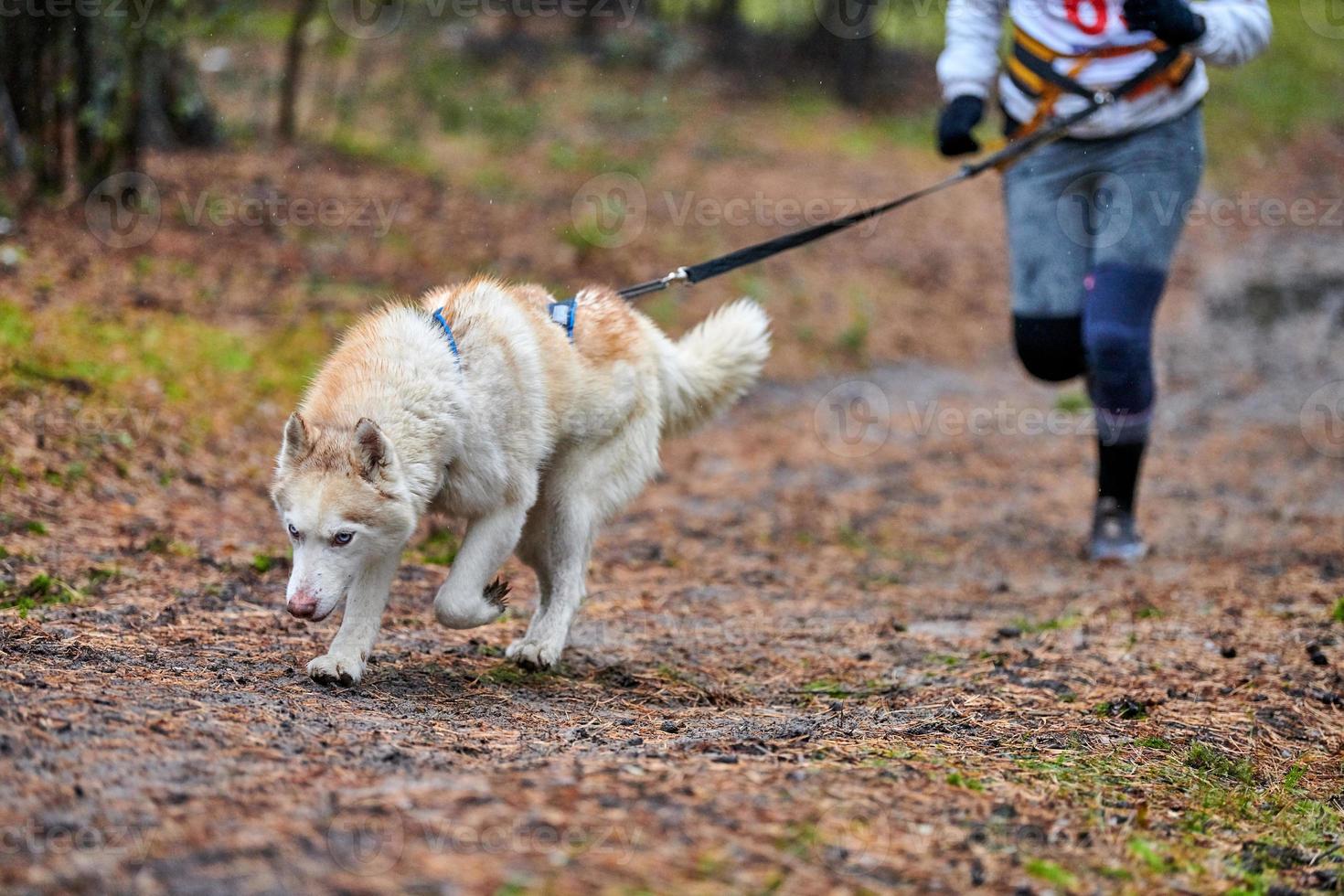 corsa di canicross di cani da pastore foto