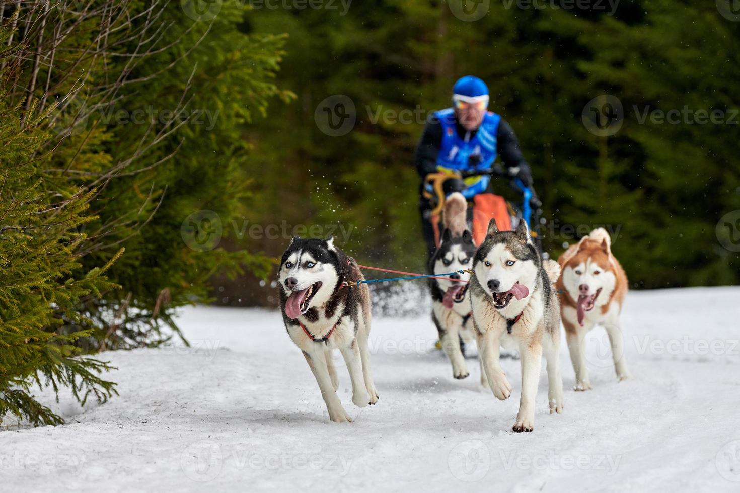 corse di cani da slitta husky foto