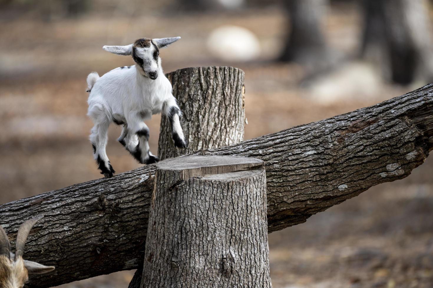 bambino capra su il azienda agricola foto