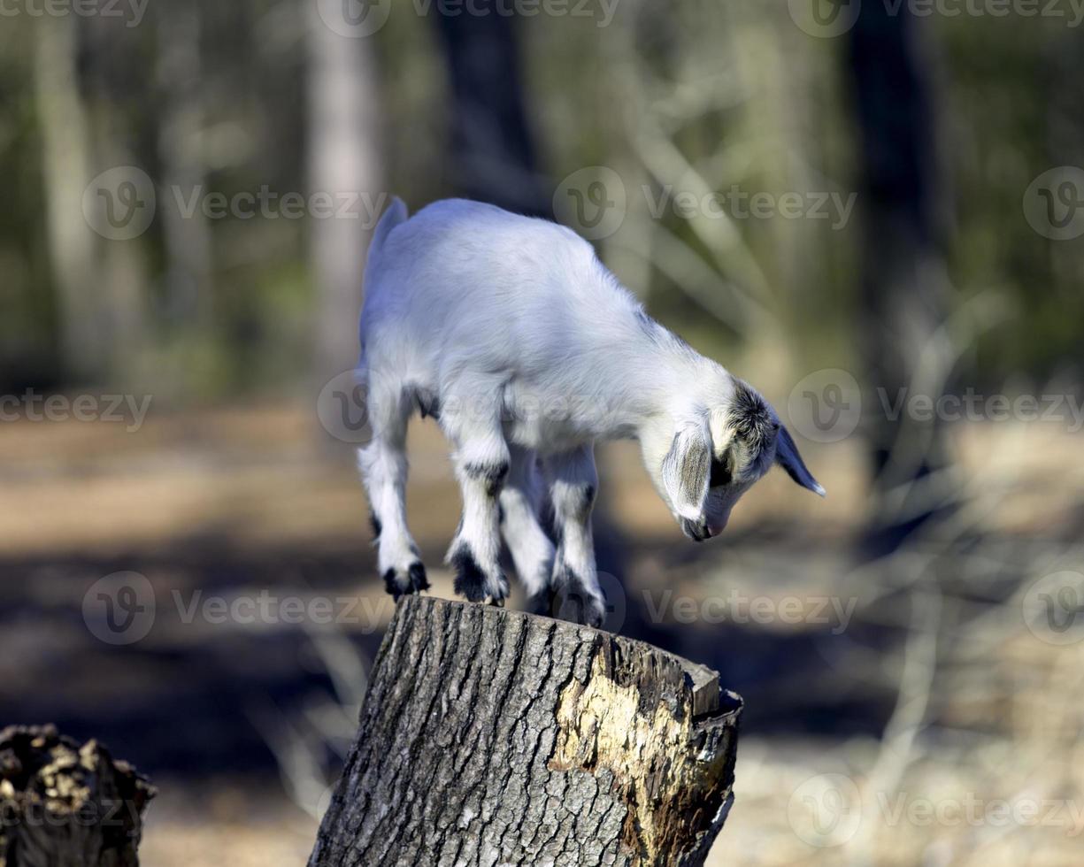 un' piccolo bianca bambino capra arrampicata foto