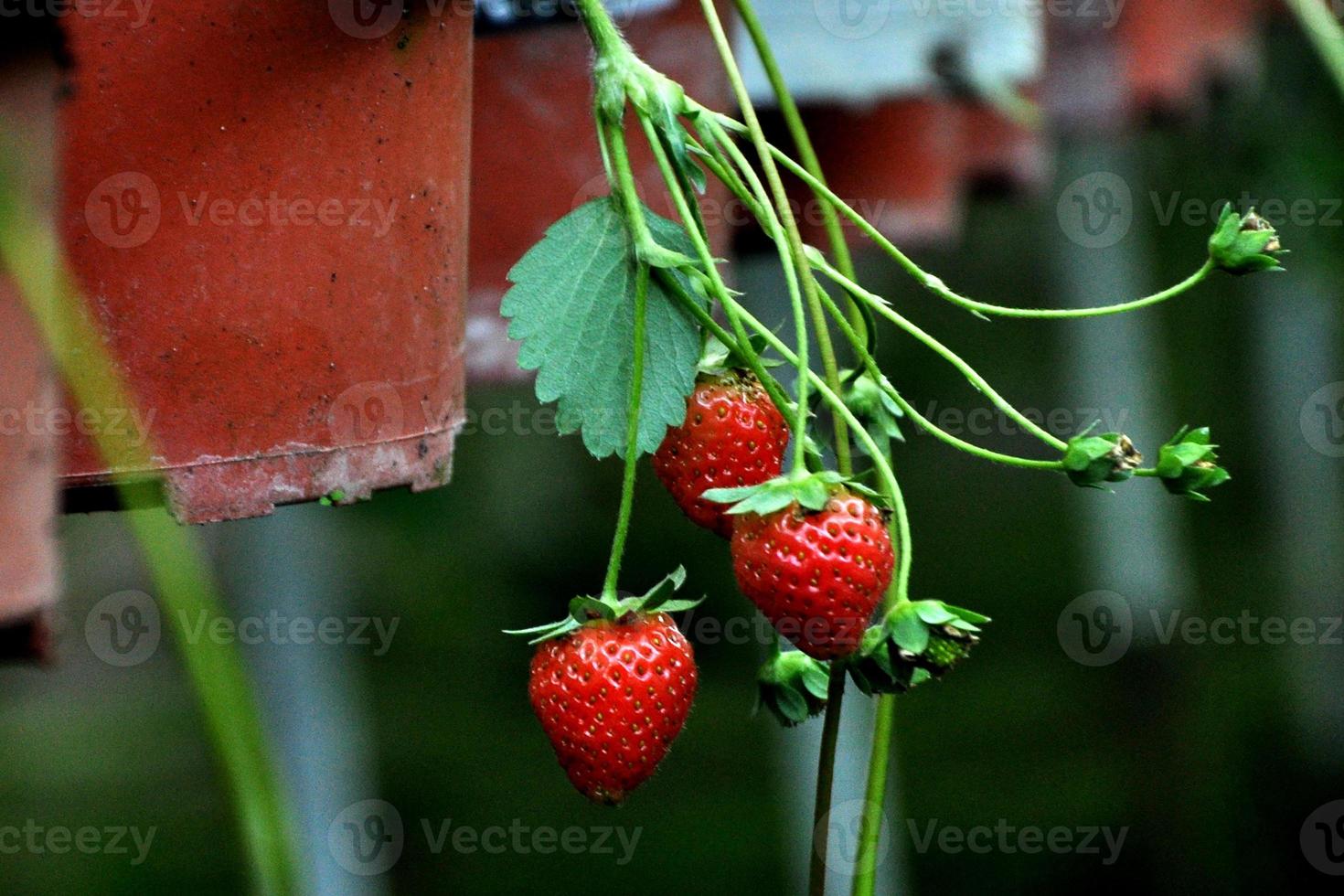 fragole Guarda delizioso foto