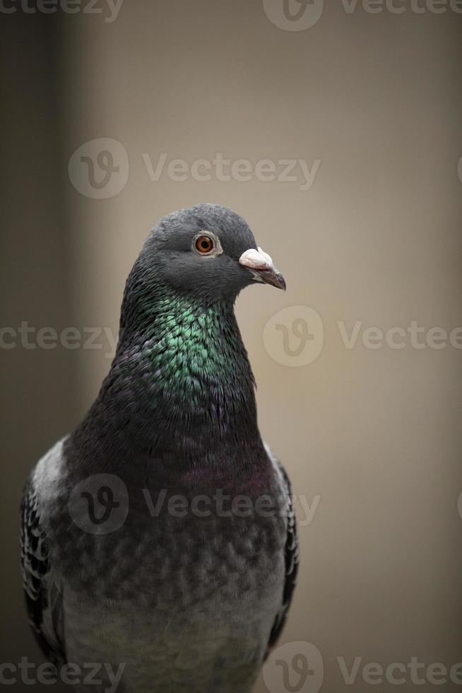 vicino su colpo alla testa di homing Piccione foto