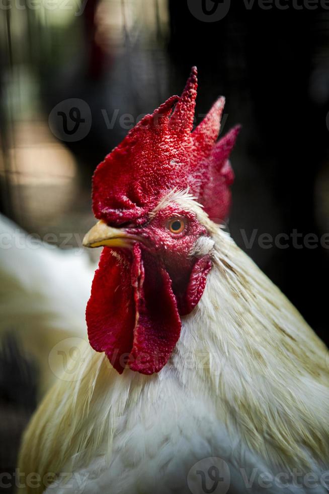 vicino su testa di maschio Gallo nel rurale azienda agricola foto