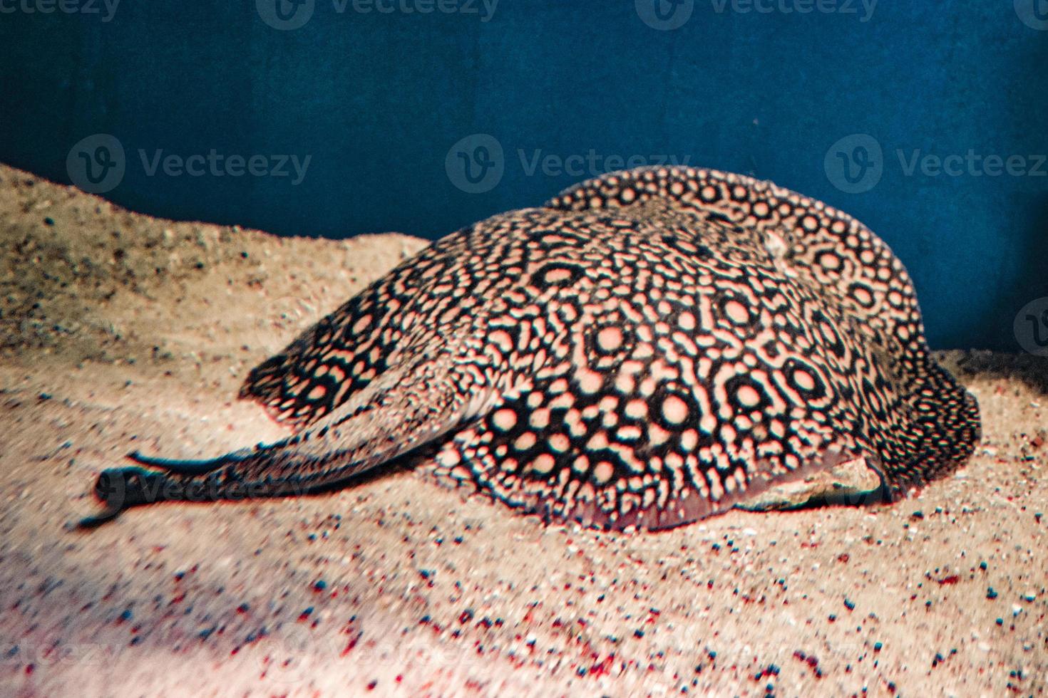 ocellato fiume razza, potamotrigono motore pesce posa su sabbia foto