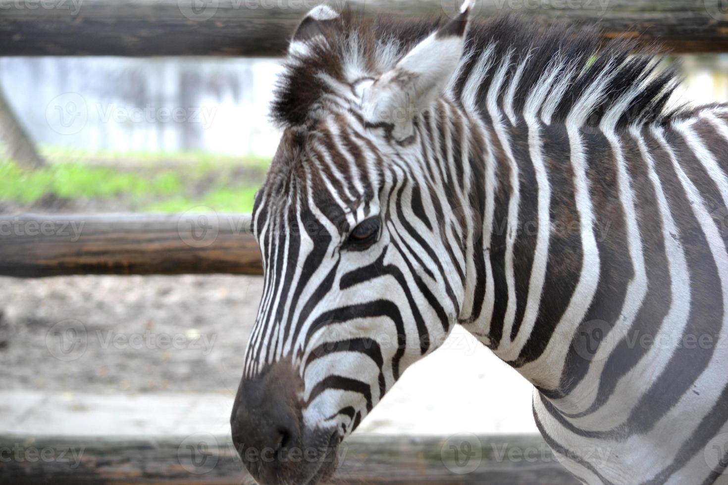 zebra - vicino su testa foto