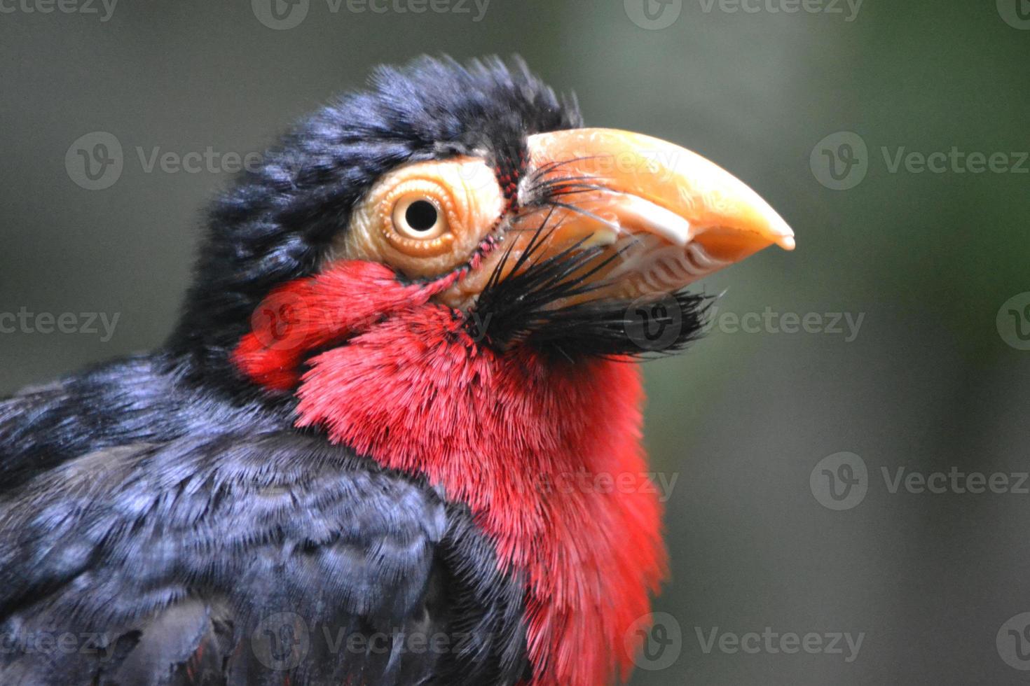 esotico uccello - avvicinamento fotografia foto