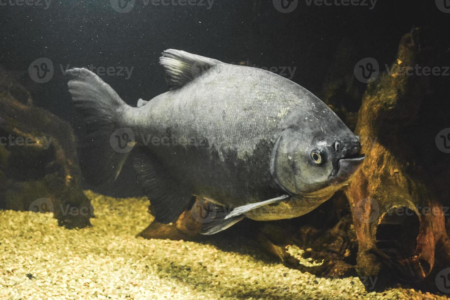 grigio piranha - serrasalmidi pesce nuoto foto