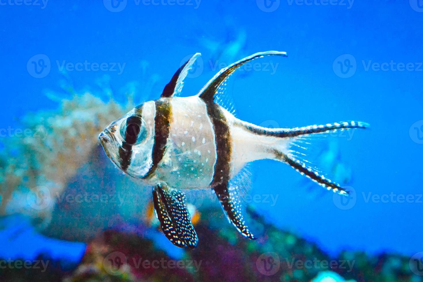 banggai cardinale pesce nuoto subacqueo foto