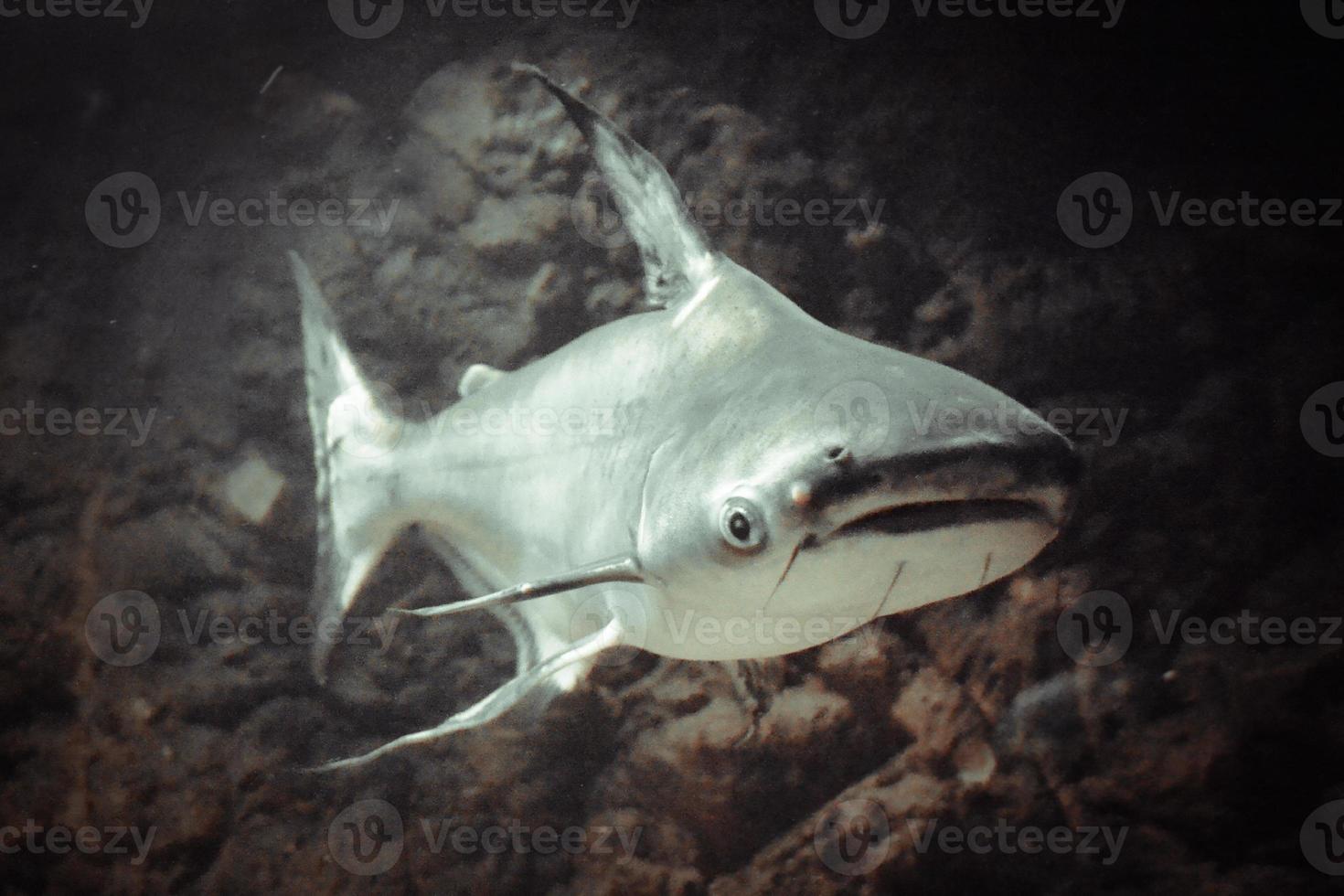 pangasianodon ipotalmo - grigio squalo, buio sfondo foto