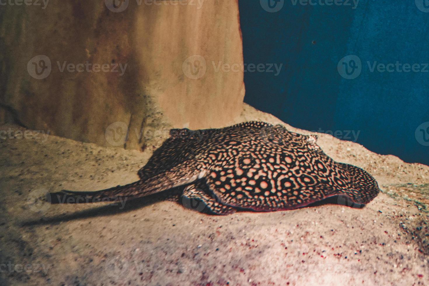 ocellato fiume razza, potamotrigono motore pesce posa su sabbia foto