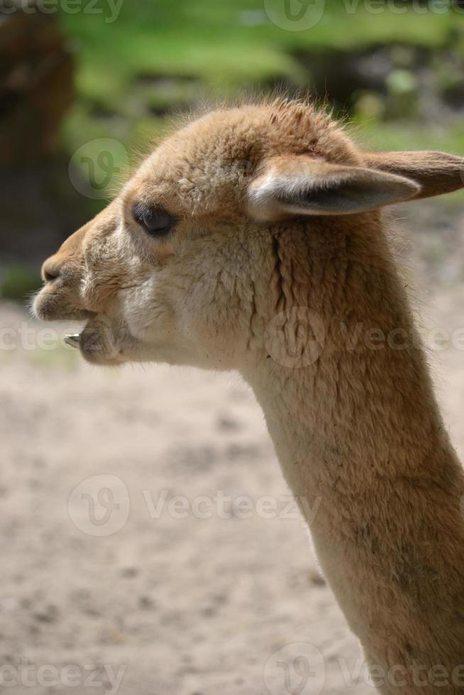 lama - verticale fotografia foto