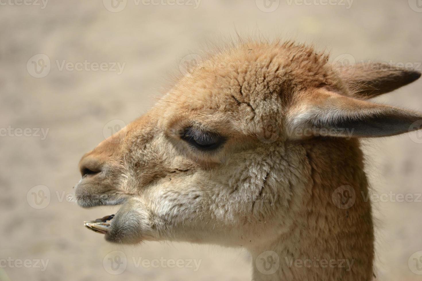 lama - avvicinamento fotografia foto