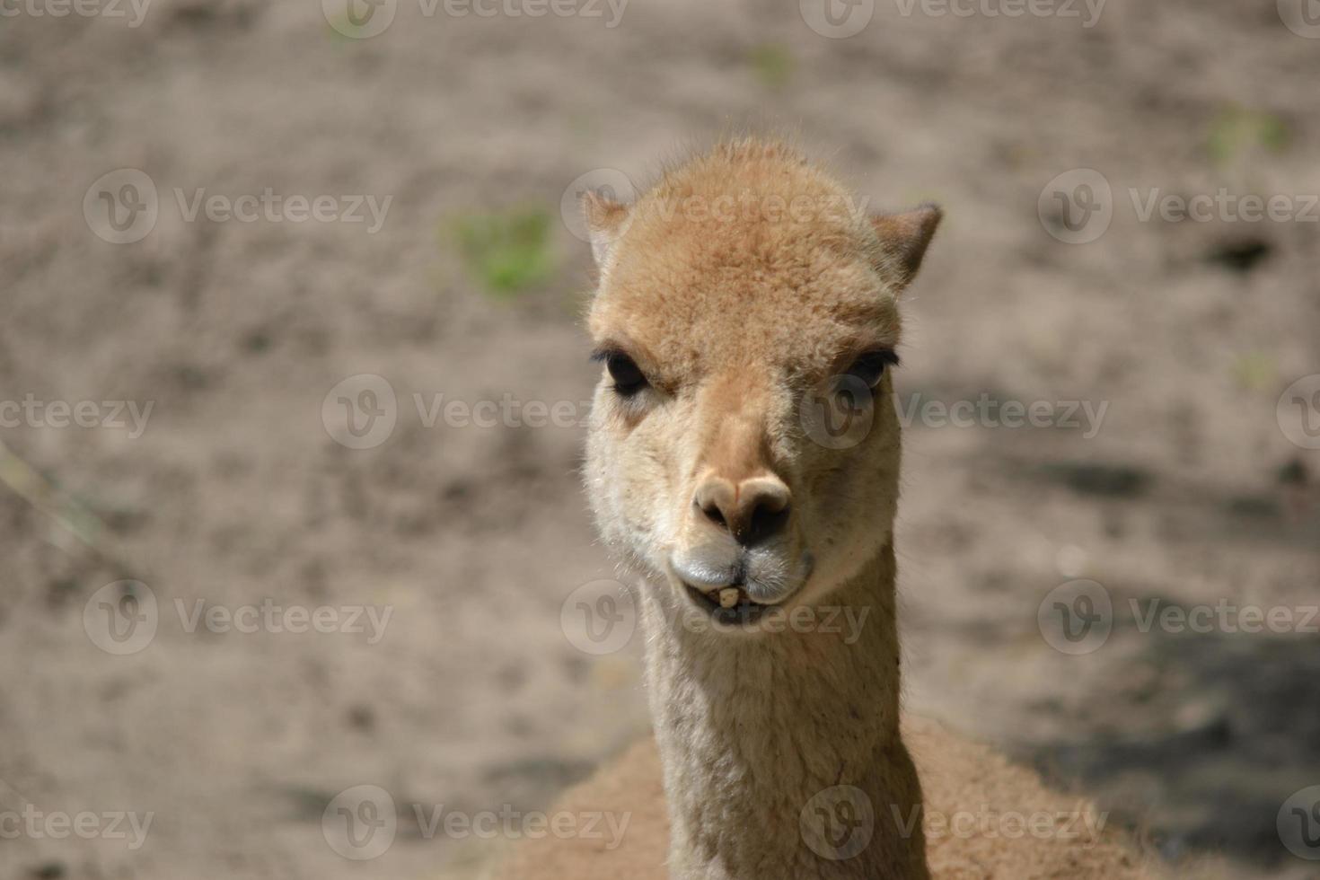 lama - avvicinamento fotografia foto