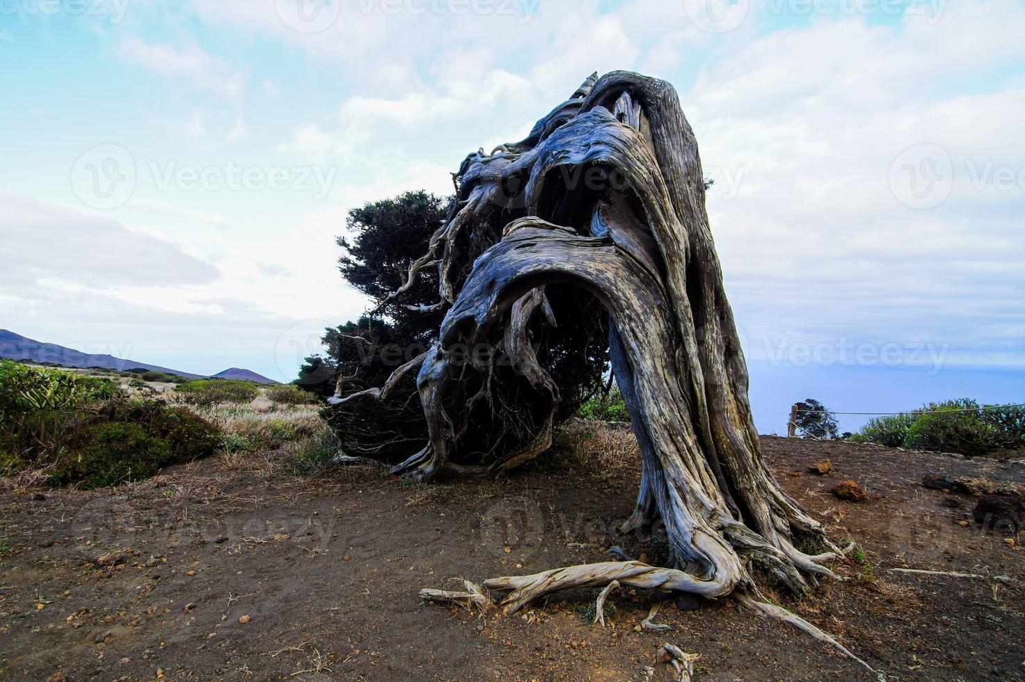 albero tronco avvicinamento foto