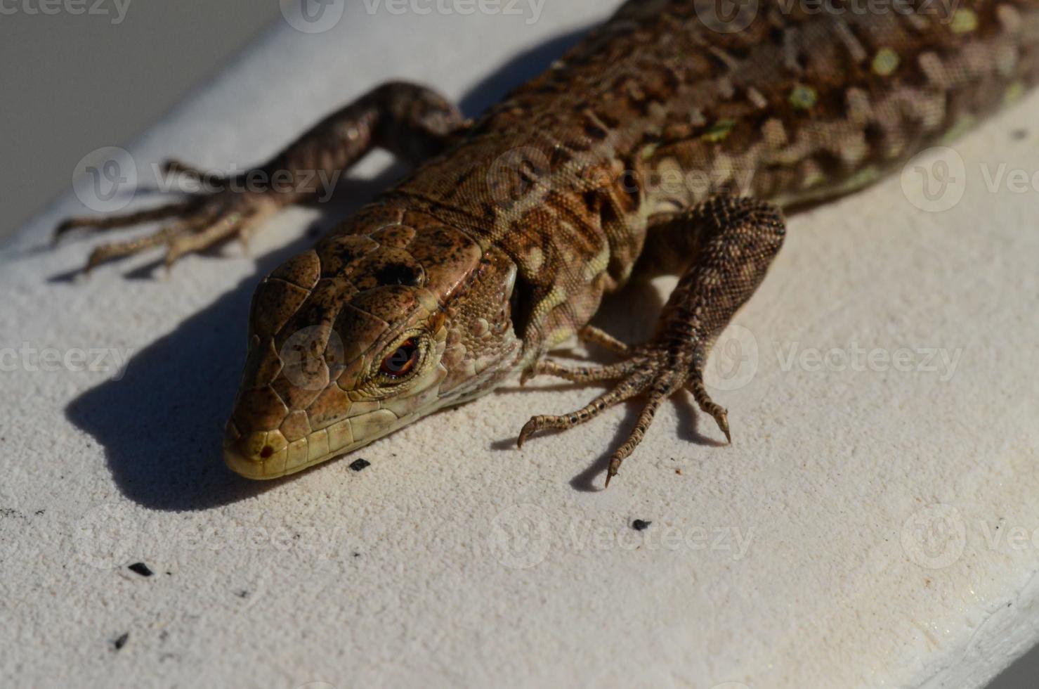 rettile piccolo lucertola avvicinamento foto