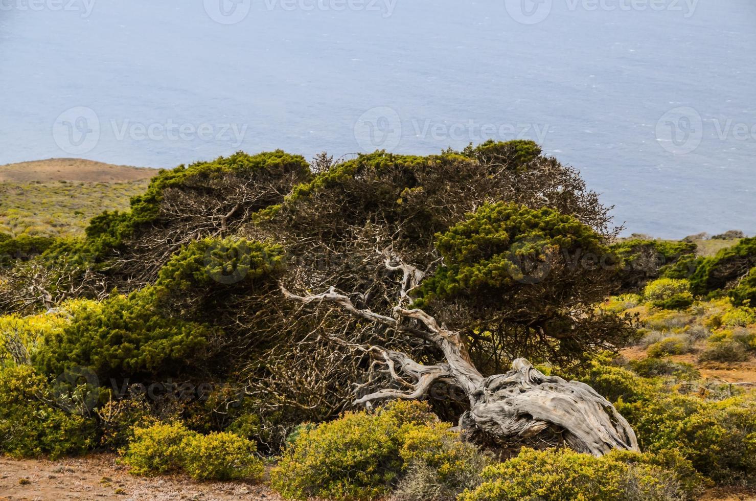 Visualizza di morto albero foto