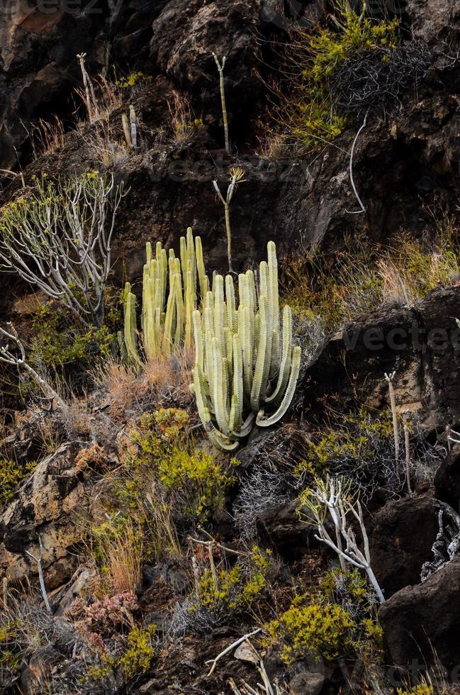 deserto Visualizza con cactus foto