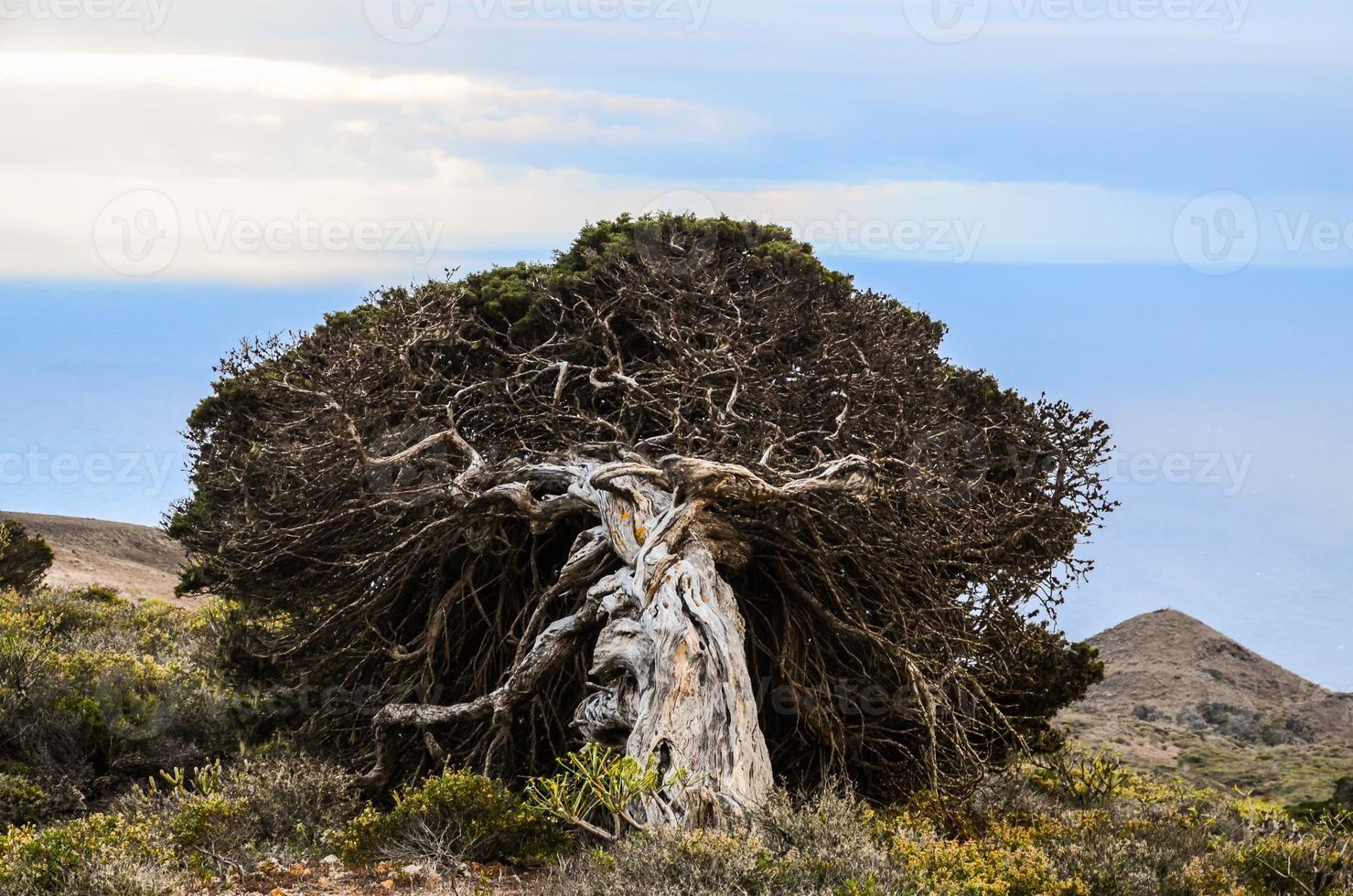 morto albero Visualizza foto