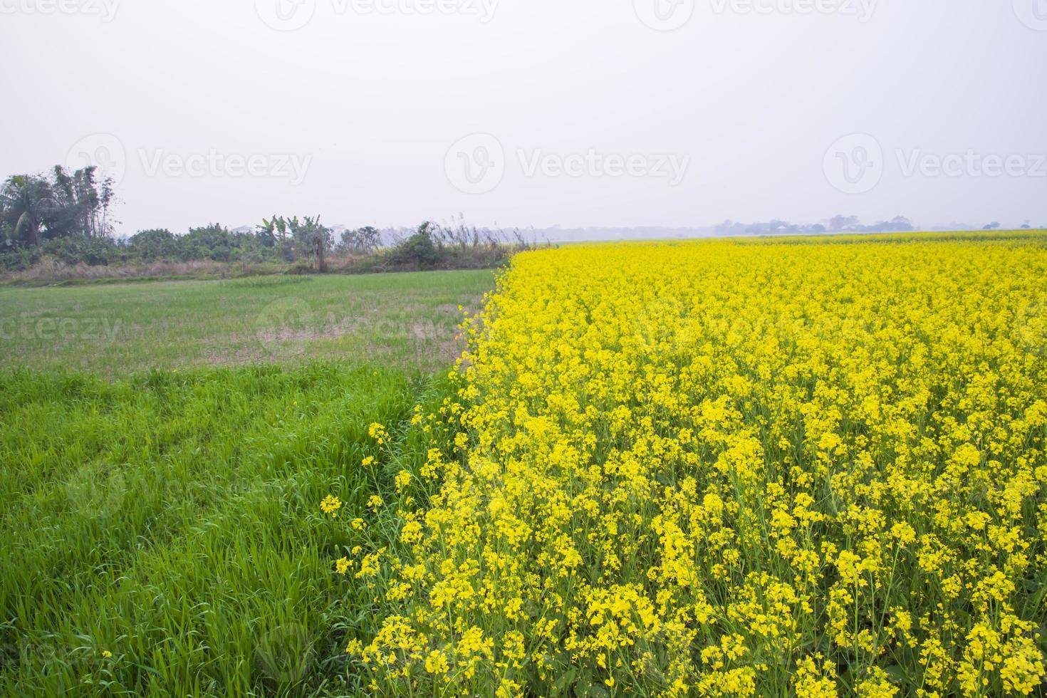 bellissimo floreale paesaggio Visualizza di colza fiori nel un' campo nel il campagna di bangladesh foto