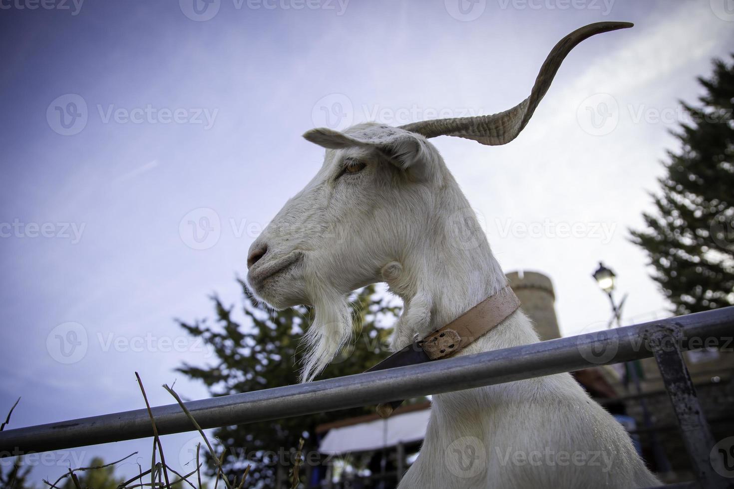 capra in una fattoria foto