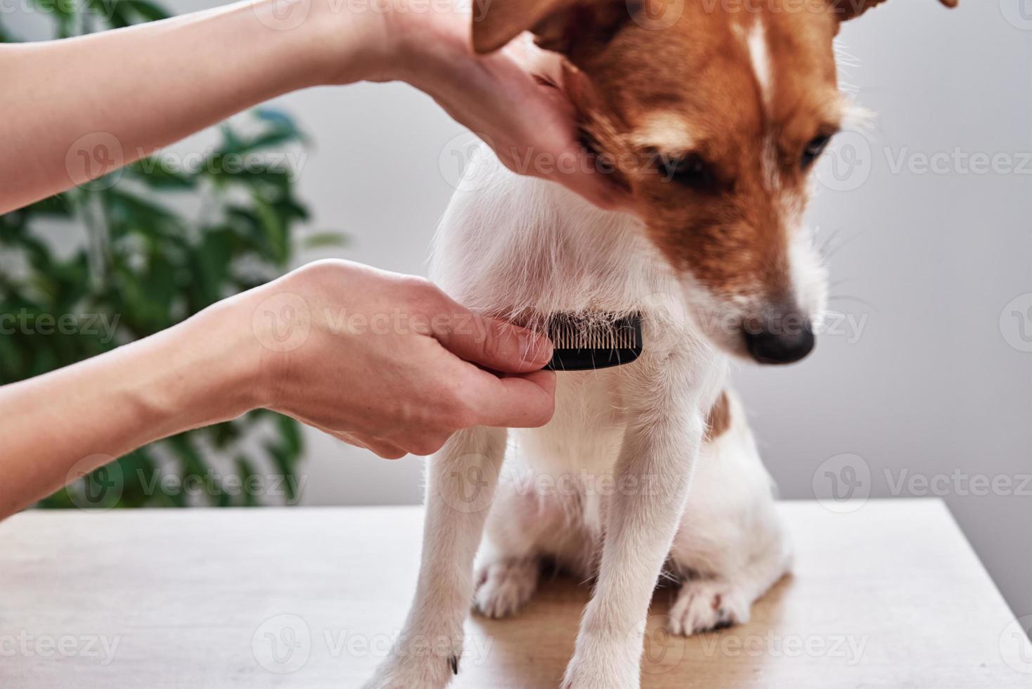 donna spazzolatura cane. proprietario pettinatura Jack russell terrier. animale domestico cura foto